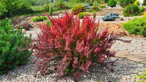 burberry shrub maintenance|when to transplant barberry.